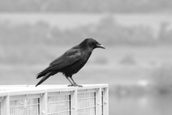 Crows Biblical Meaning