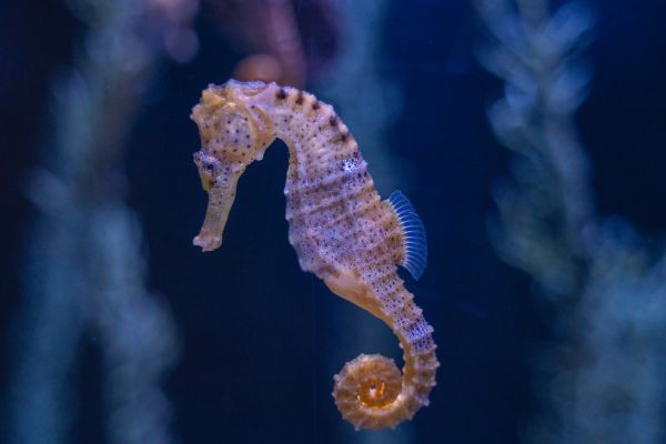 Biblical Meaning Of Seahorse