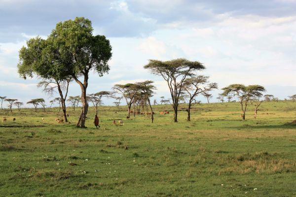 Biblical Meaning Of Savannah