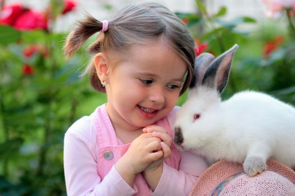 Biblical Meaning Of Rabbit