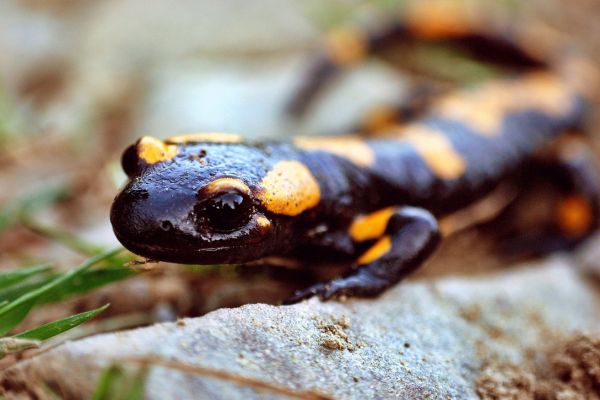 Biblical Meaning Of Salamander