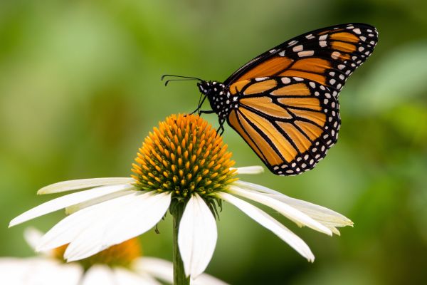Monarch Butterfly Biblical Meaning