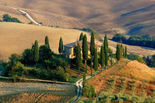 Biblical Meaning Of Cypress Tree