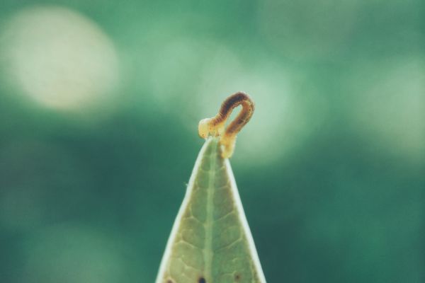 Biblical Meaning Of Maggots In House