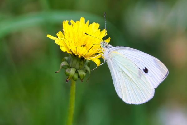 White Butterfly Biblical Meaning
