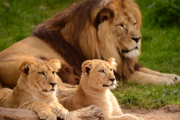 Biblical Meaning Of Lion