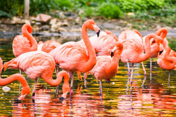 Biblical Meaning Of Flamingo