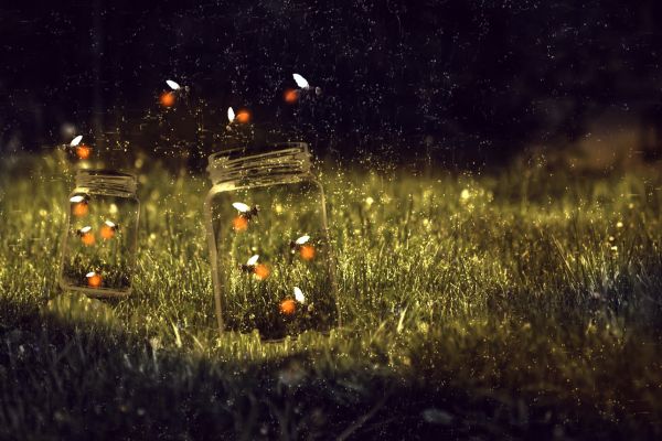 Firefly Biblical Meaning