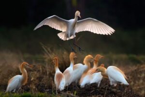 Birds Biblical Meaning