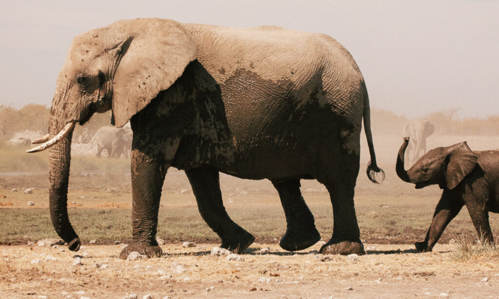 Biblical Meaning Of Elephant
