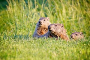 Biblical Meaning Of Groundhog