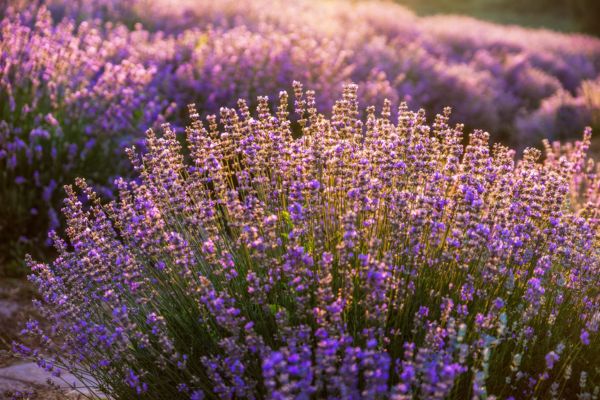 Biblical Meaning Of Lavender