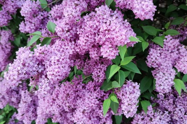 Biblical Meaning Of Lilac