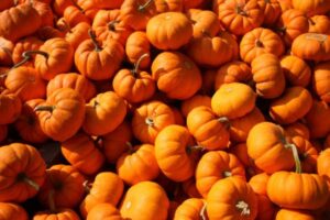 Biblical Meaning Of Pumpkin