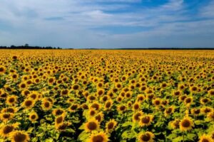 Biblical Meaning Of Sunflower