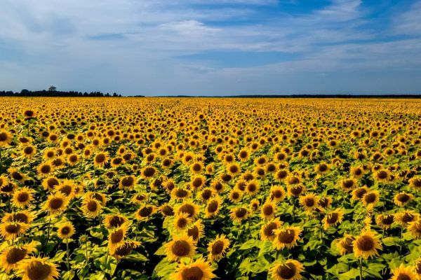 Biblical Meaning Of Sunflower