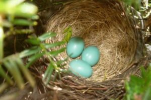Bird Nest Biblical Meaning