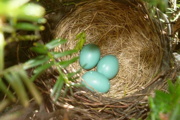 Bird Nest Biblical Meaning