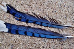 Blue Jay Feather Biblical Meaning