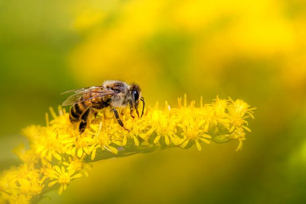 Bumble Bee Biblical Meaning