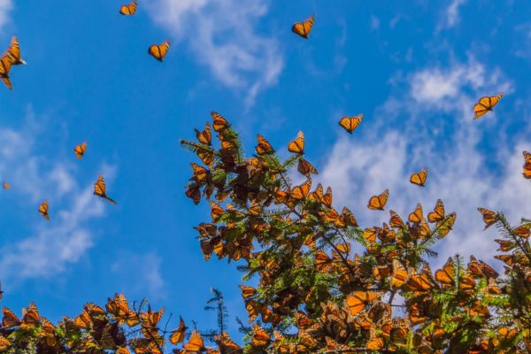 Butterflies Biblical Meaning