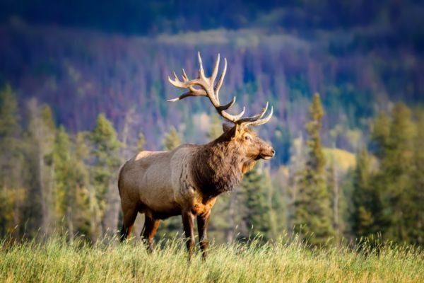 Elk Biblical Meaning