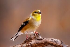 Goldfinch Biblical Meaning