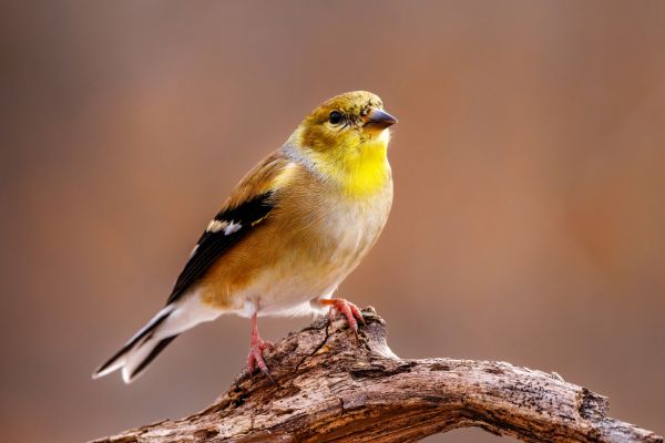 Goldfinch Biblical Meaning