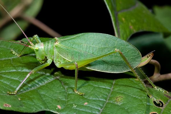 Katydid Biblical Meaning