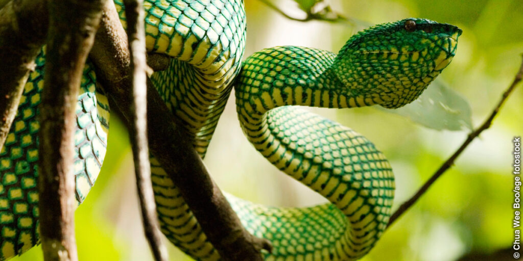 What Is The Biblical Meaning Of Snakes In A Dream