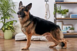 Biblical Meaning Of German Shepherd