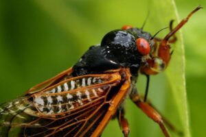 cicadas 2024 biblical meaning